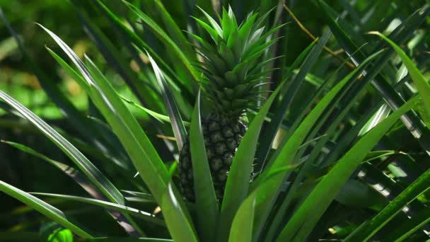 Pineapple tree — Stock Video