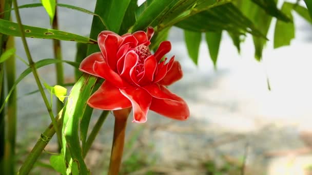 Fleur rouge avec feuilles vertes gros plan 