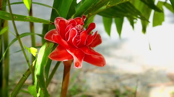 Flor roja con hojas verdes de primer plano — Vídeo de stock