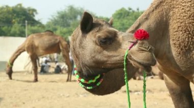 Pushkar deve Fuarı