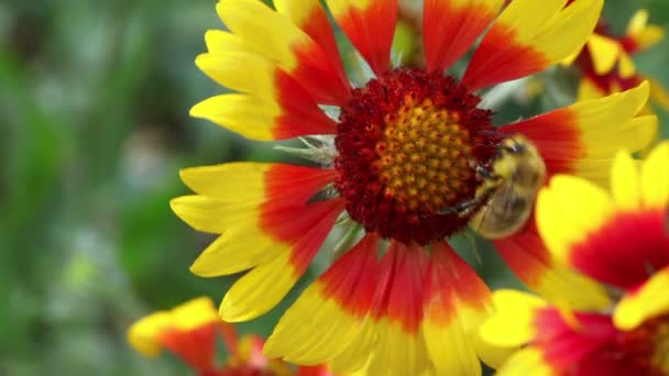 Abeja en el trabajo — Vídeo de stock