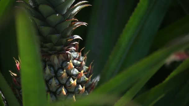 Ananas — Video