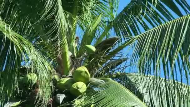 Árbol de coco . — Vídeo de stock