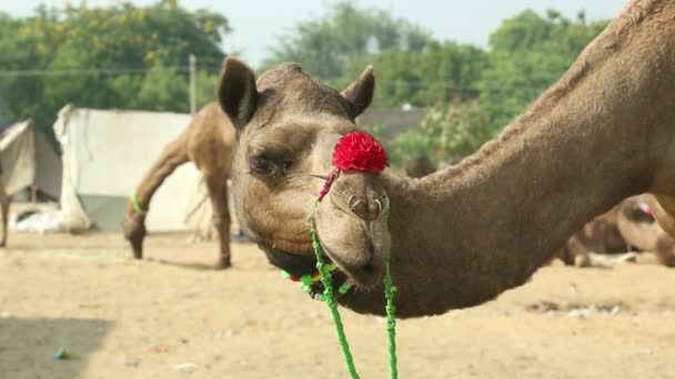 Fiera del cammello di Pushkar — Video Stock
