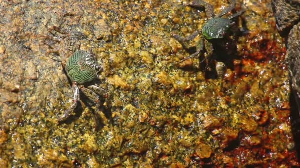Crabes 