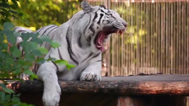 Tembel kedi — Stok video