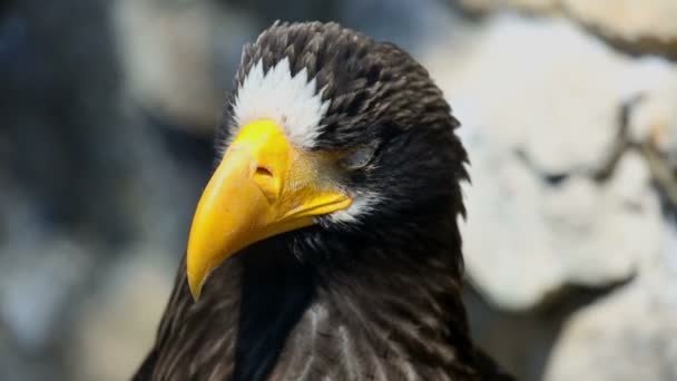 Águila marina — Vídeos de Stock