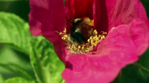Bumblebee — Stock Video