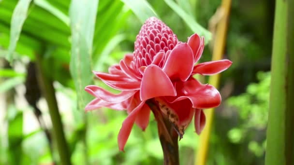 Gyömbér trópusi virág — Stock videók