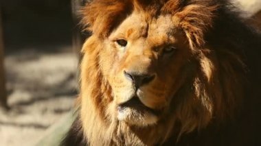geri kalan hayvanat bahçesi açık hava kafesinde kalmadan erkek aslan