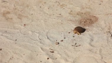 münzevi kimse Yengeç