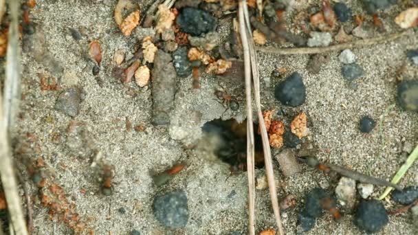 Gniazda mrówek — Wideo stockowe