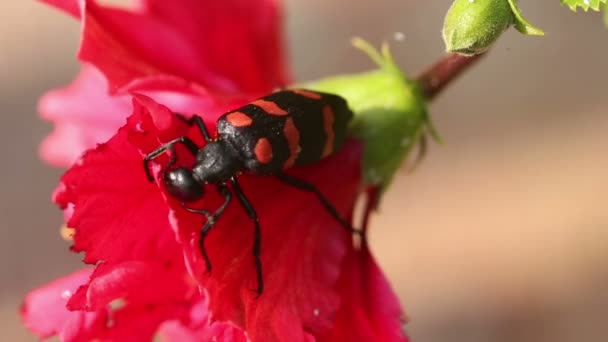 Bug with flower — Stock Video