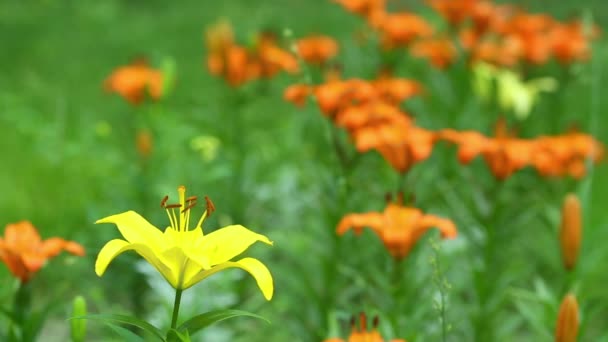 Fleurs sauvages 