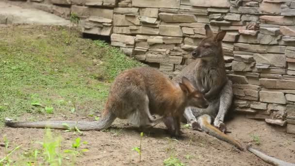 Dos canguros en el zoológico — Vídeos de Stock