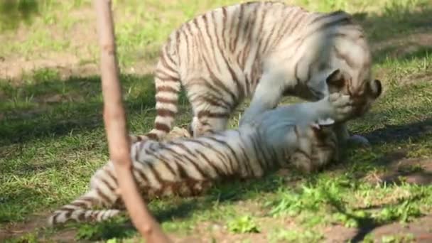 Два тигра играют в зоопарке — стоковое видео