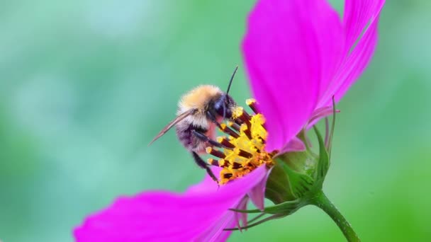 Pan Bumble bee sbírá nektar — Stock video