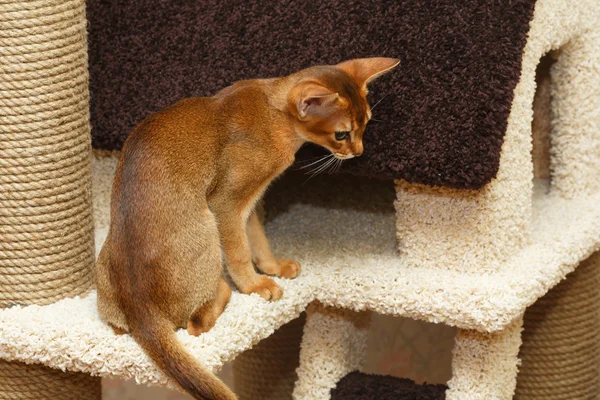 Abyssinian kitten — Stockfoto