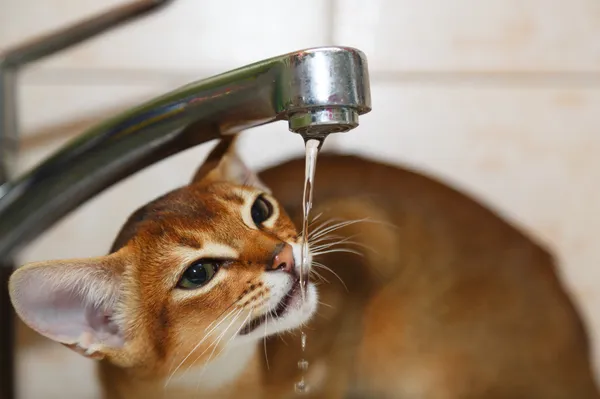 Gatinho abissínio — Fotografia de Stock