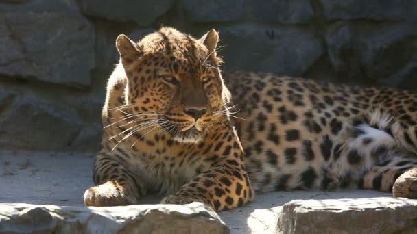 Jaguar ! — Video