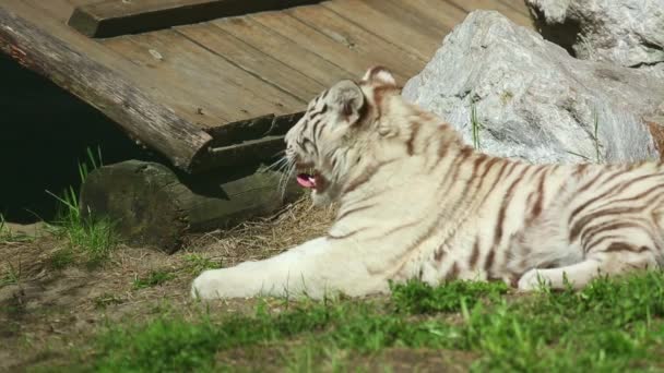 Tigre blanco — Vídeo de stock