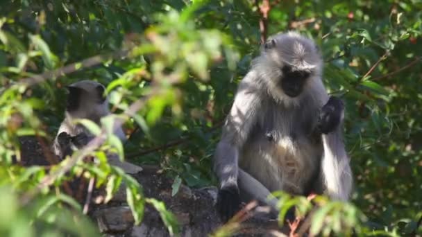 Gray langurs — Stock Video