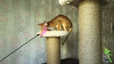 oynak yavru kedi