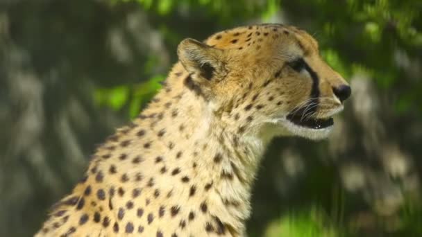 Cheetah — Stock Video