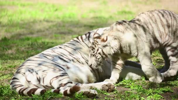 Tigerin und ihr Junges — Stockvideo