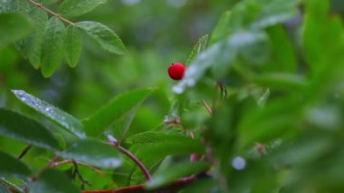 vahşi berry
