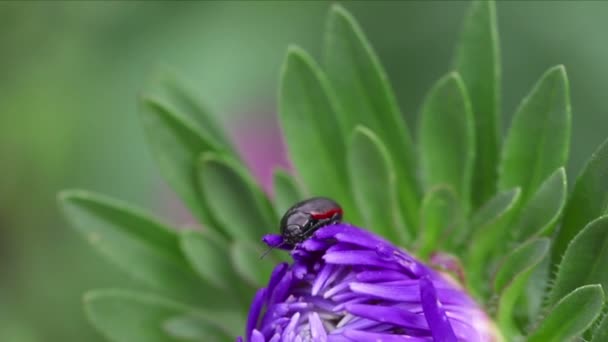 Beetle on the flower — Stock Video