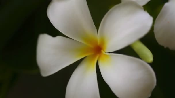 Kwiaty plumeria — Wideo stockowe