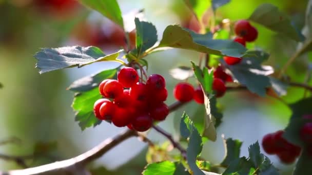 Wild berries — Stock Video