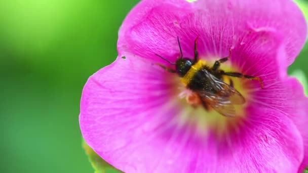 Busy bumblebee — Stock Video