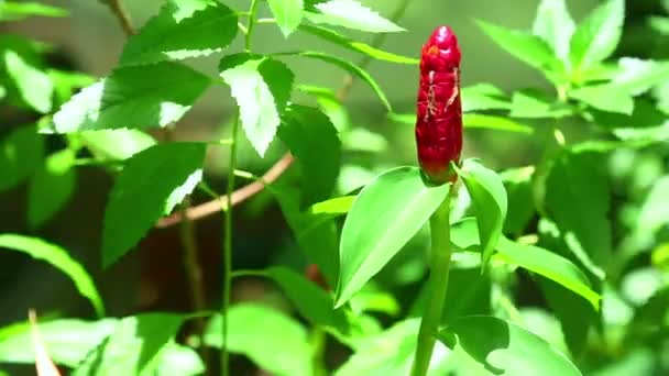 Flor de gengibre tropical — Vídeo de Stock