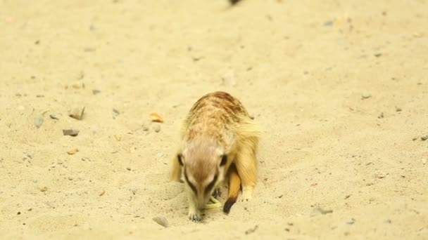 Meerkats ludiques 