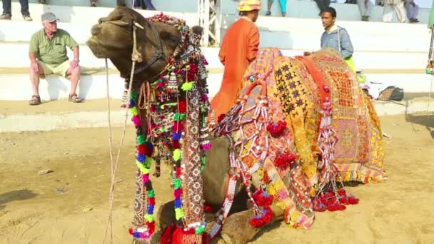 Decorated camel — Stock Video