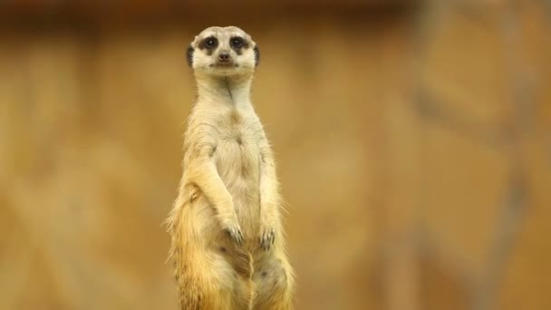 Meerkat σε επιφυλακή — Αρχείο Βίντεο