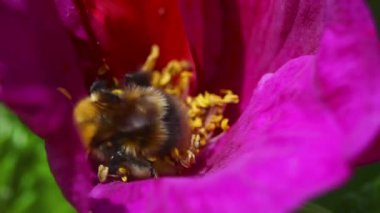 bumblebee nektar pembe bir bahçe çiçek toplama.