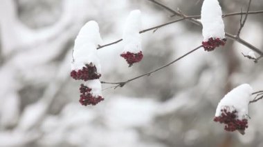 karlı ashberry.