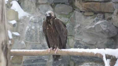 Akbaba