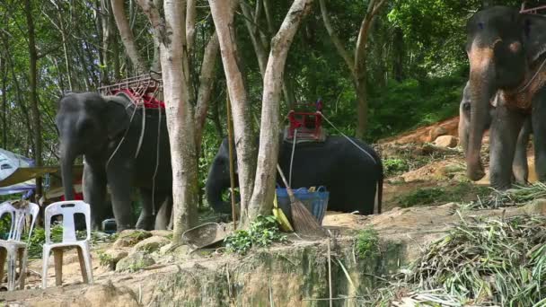 Слон для верховой езды — стоковое видео