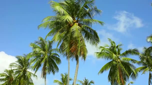 Coconut palm — Stock Video