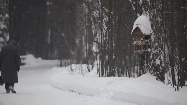 Vinterparken. — Stockvideo