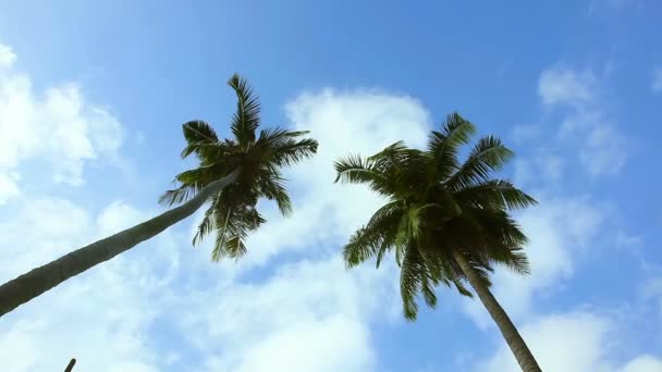 Coconut palm — Stock Video