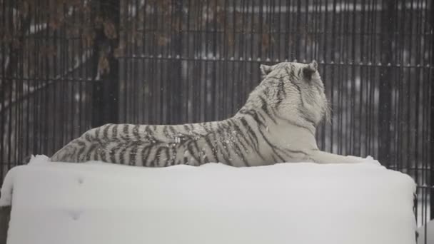 Tigre blanco — Vídeo de stock