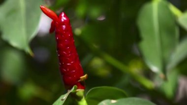 büyük kırmızı tropikal çiçek