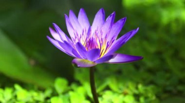 Menekşe çiçek yakın çekim