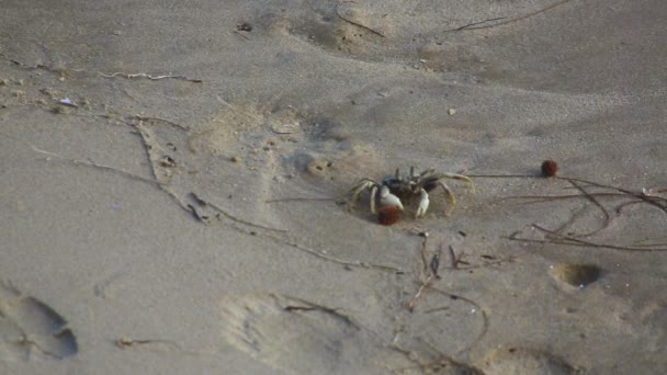 Hermit crab in his shell — Stock Video