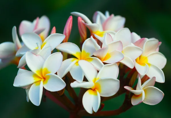 Plumeria kwiaty — Zdjęcie stockowe